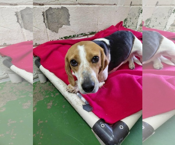 Medium Photo #1 Mutt Puppy For Sale in Rustburg, VA, USA