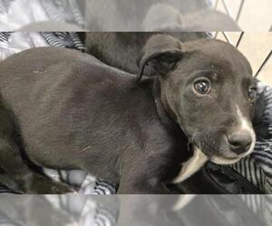 Labrador Retriever-Unknown Mix Dogs for adoption in HESPERIA, CA, USA