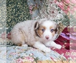 Small Photo #12 Miniature Australian Shepherd Puppy For Sale in HARRISON, OH, USA