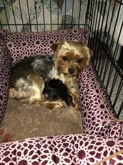 Mother of the YorkiePoo puppies born on 01/18/2017
