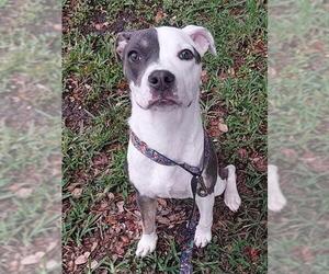 Pointer-Unknown Mix Dogs for adoption in Fort Lauderdale, FL, USA