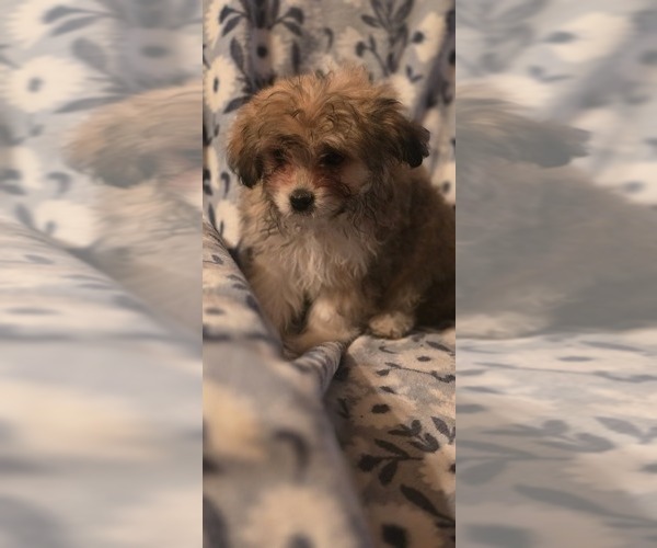 Medium Photo #10 Maltese-Maltipom Mix Puppy For Sale in HUDSON, MA, USA