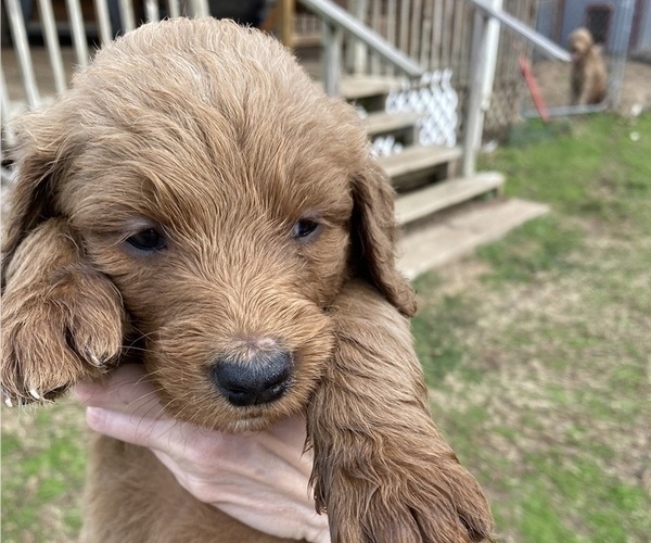 Medium Photo #4 Goldendoodle Puppy For Sale in ARKOMA, OK, USA