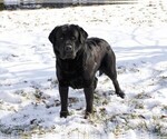 Small Photo #1 Labrador Retriever Puppy For Sale in SYRACUSE, IN, USA
