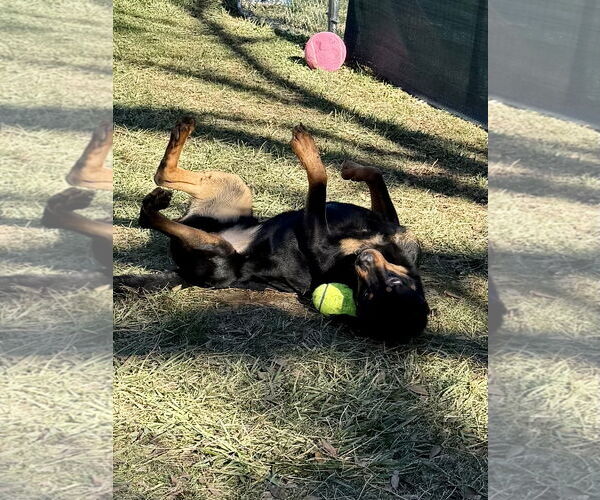 Medium Photo #5 Rottweiler Puppy For Sale in Mooresville, NC, USA