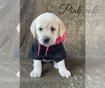 Small Photo #2 Labrador Retriever Puppy For Sale in MURRIETA, CA, USA