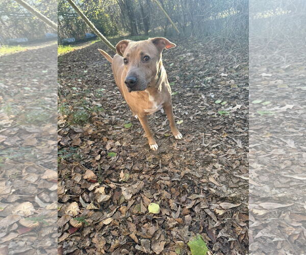 Medium Photo #1 American Staffordshire Terrier-Labrador Retriever Mix Puppy For Sale in Jackson, MS, USA