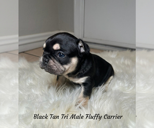 French Bulldog Puppy for sale in CHANDLER, AZ, USA