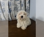 Small #40 Havanese