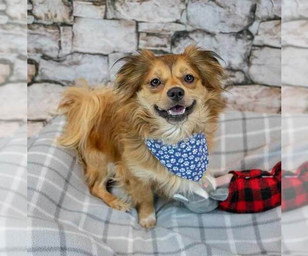 Medium Photo #6 Chihuahua-Colonial Cocker Spaniel Mix Puppy For Sale in Kennesaw, GA, USA