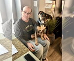 Small #4 Boxer Mix