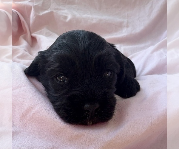 Medium Photo #3 Cavapoo Puppy For Sale in PENSACOLA, FL, USA