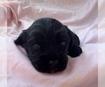 Small Photo #4 Cavapoo Puppy For Sale in PENSACOLA, FL, USA
