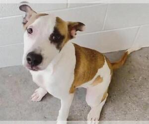 American Pit Bull Terrier Dogs for adoption in Houston, TX, USA