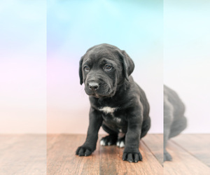Labrador Retriever-Rhodesian Ridgeback Mix Puppy for sale in ROLLA, MO, USA