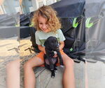 Small #2 Labrador Retriever Mix