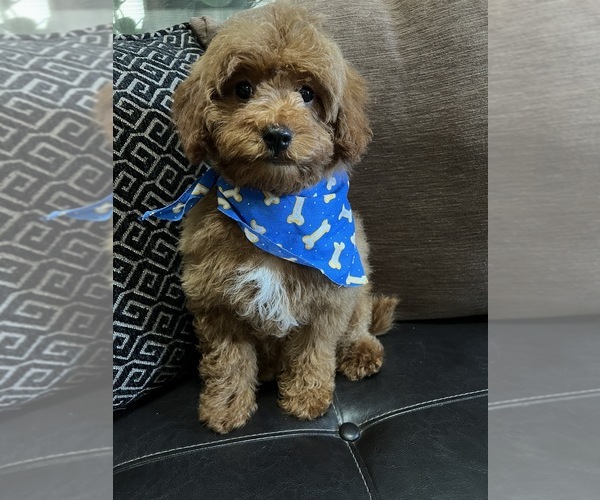 Medium Photo #2 Cavapoo-Poodle (Toy) Mix Puppy For Sale in RICHMOND, IL, USA