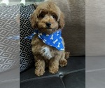 Small Photo #2 Cavapoo-Poodle (Toy) Mix Puppy For Sale in RICHMOND, IL, USA