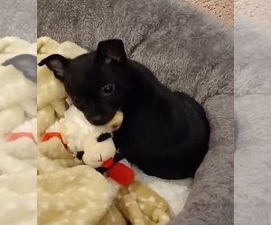 Chihuahua Puppy for sale in PORTSMOUTH, VA, USA