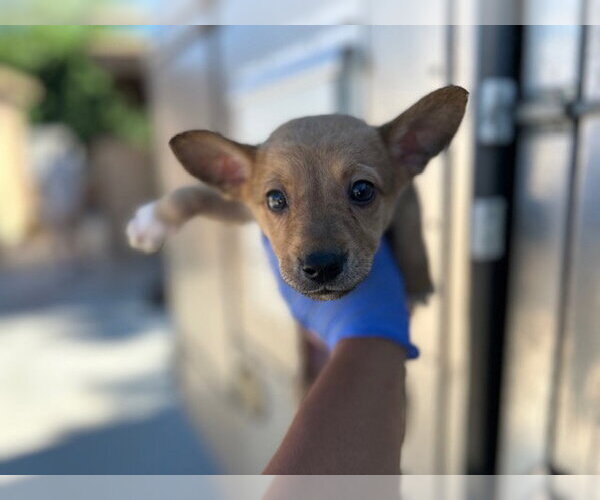 Medium Photo #1 German Shepherd Dog-Unknown Mix Puppy For Sale in HESPERIA, CA, USA