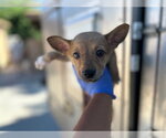 Small German Shepherd Dog Mix