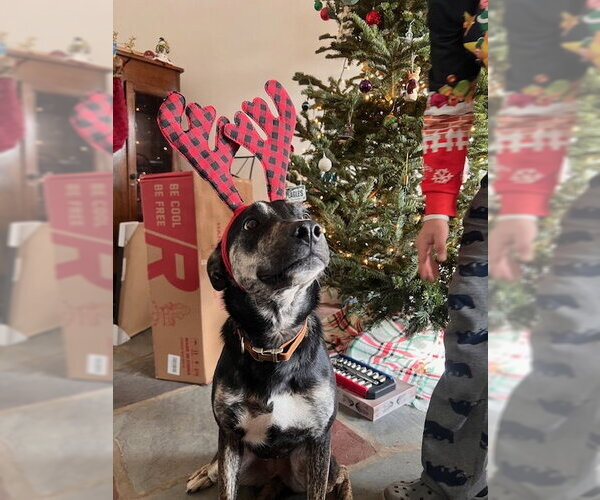 Medium Photo #3 Australian Shepherd-Unknown Mix Puppy For Sale in Jenkintown, PA, USA