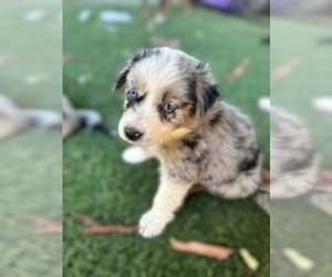 Australian Shepherd Puppy for sale in PHOENIX, AZ, USA