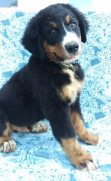 Medium Photo #1 Bernese Mountain Dog Puppy For Sale in EDEN, PA, USA
