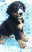 Small Photo #1 Bernese Mountain Dog Puppy For Sale in EDEN, PA, USA