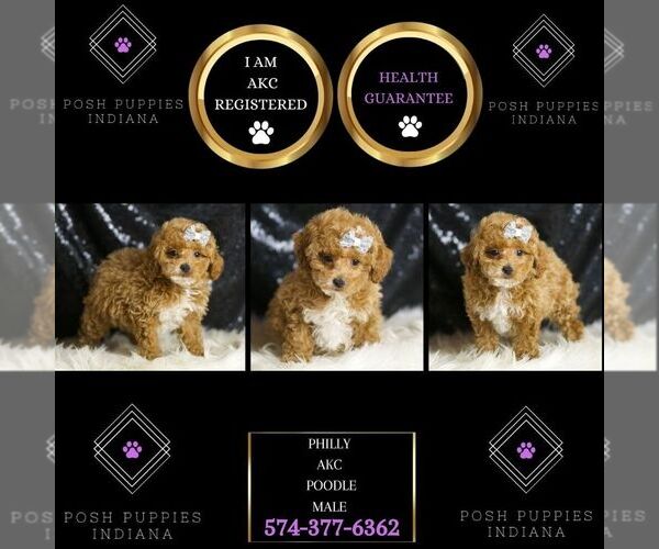 Medium Photo #1 Poodle (Toy) Puppy For Sale in WARSAW, IN, USA