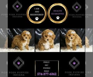 Poodle (Toy) Puppy for sale in WARSAW, IN, USA