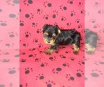 Puppy 3 Yorkshire Terrier