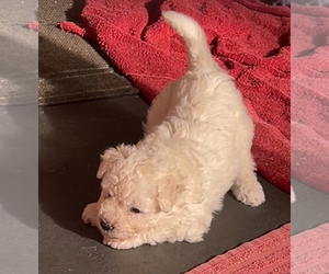 Pumi Puppy for sale in SAINT AUGUSTINE, FL, USA