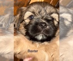 Puppy Baxter Shih Apso