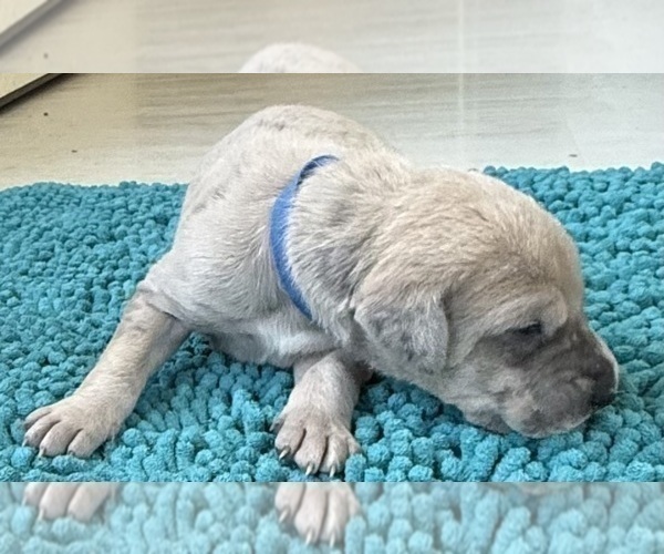Medium Photo #7 Great Dane Puppy For Sale in GALLOWAY, OH, USA