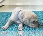 Small #6 Great Dane