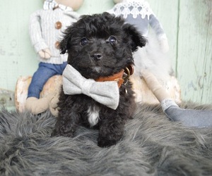 F2 Aussiedoodle Puppy for sale in HONEY BROOK, PA, USA