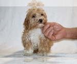 Small #5 Cockapoo (Miniature)