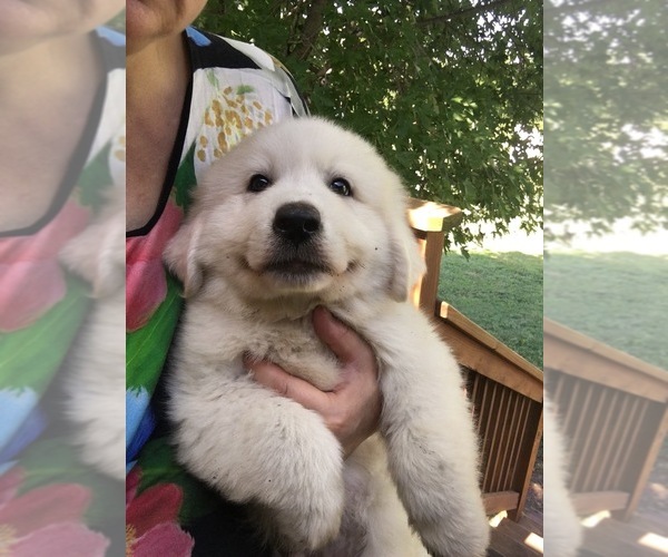 Medium Photo #3 Great Pyrenees Puppy For Sale in EL DORADO, KS, USA