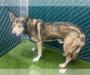 Siberian Husky Dogs for adoption in Downey, CA, USA