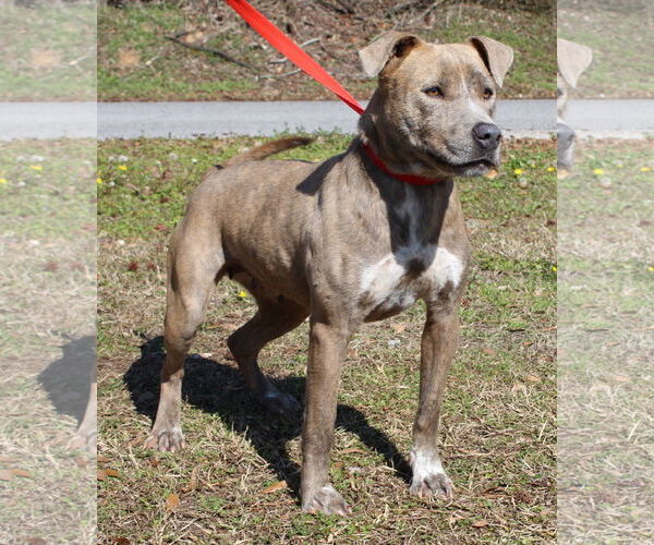 Medium Photo #1 Mountain Cur-Unknown Mix Puppy For Sale in Prattville, AL, USA
