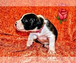 Puppy Ms Rose Presa Canario