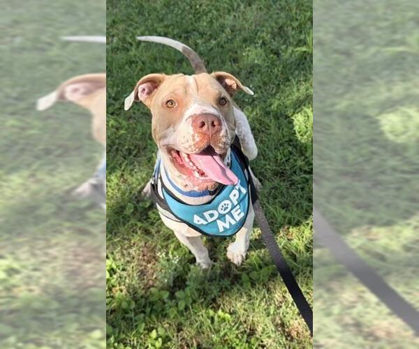 Medium Photo #4 American Pit Bull Terrier-Unknown Mix Puppy For Sale in Corpus Christi, TX, USA