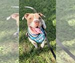 Small #3 American Pit Bull Terrier Mix