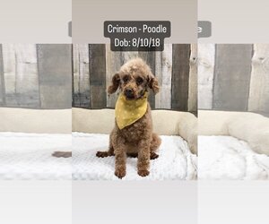 Poodle (Miniature)-Unknown Mix Dogs for adoption in Spring Lake, NJ, USA