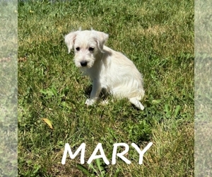 Schnoodle (Miniature) Puppy for sale in HARTLAND, MN, USA