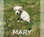 Small Schnoodle (Miniature)