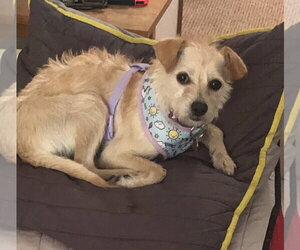Mutt Dogs for adoption in Mundelein, IL, USA