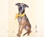 Small #2 Black Mouth Cur Mix