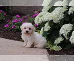 Small #3 Bichon Frise